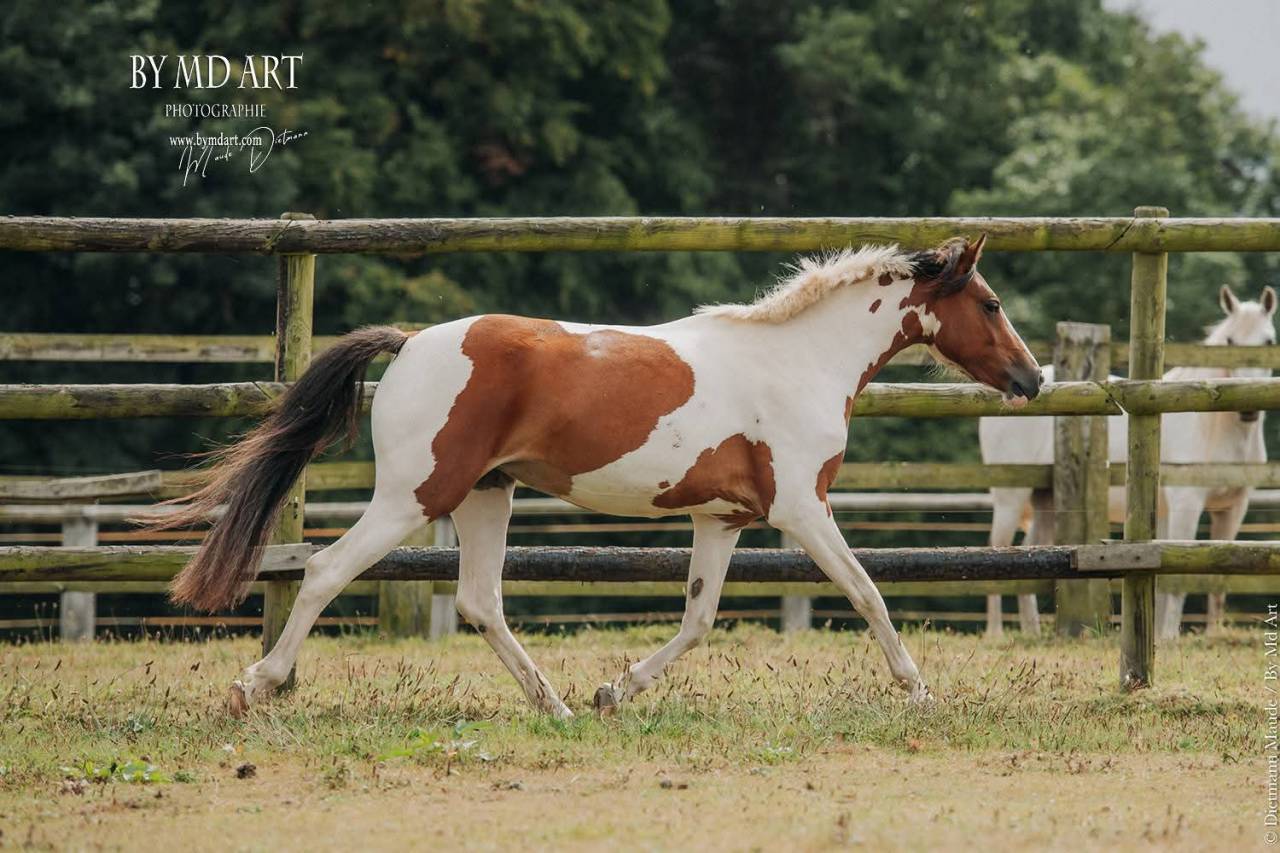 Ponette OC, pie bai, 3ans