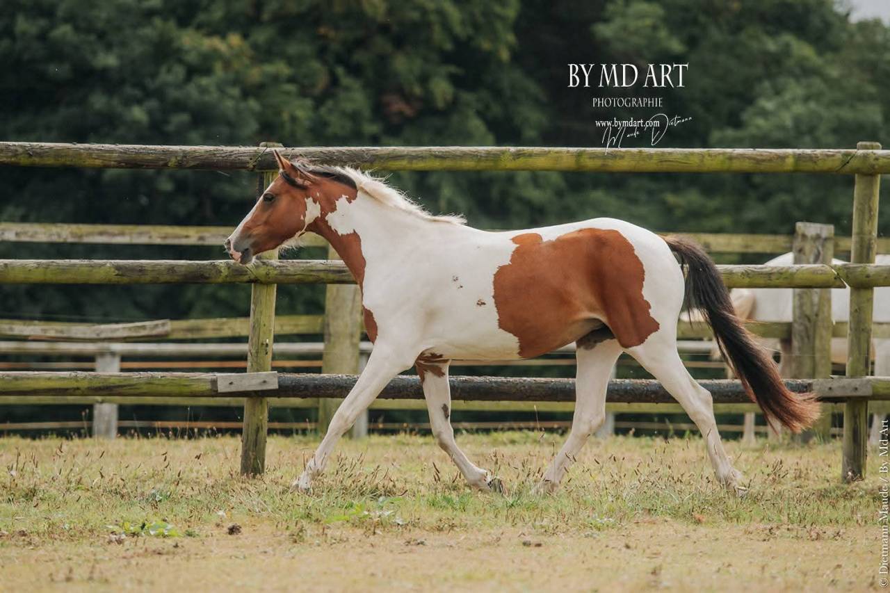 Ponette OC, pie bai, 3ans