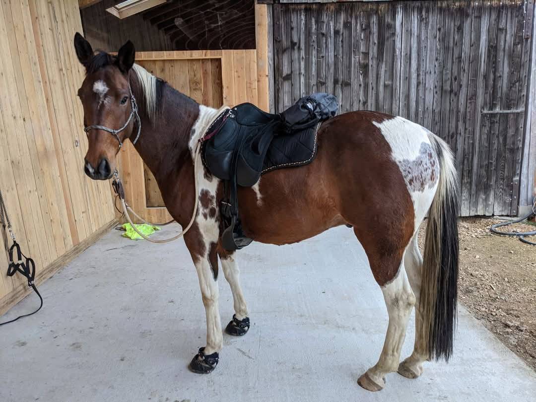 Guinness du Bessy Top cheval de Loisirs, 9ans