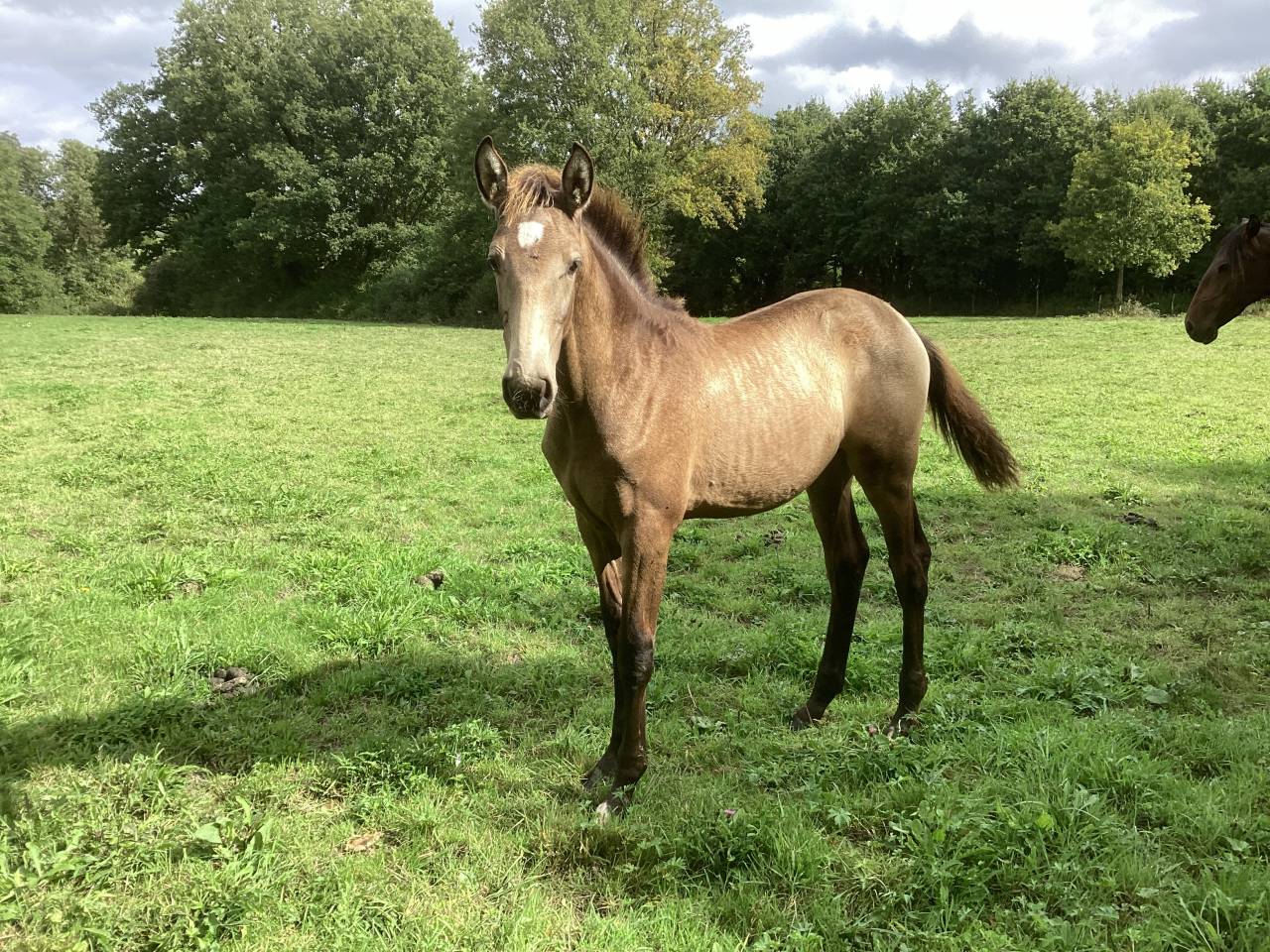 Cheval lusitanien / pouliche smoky black 