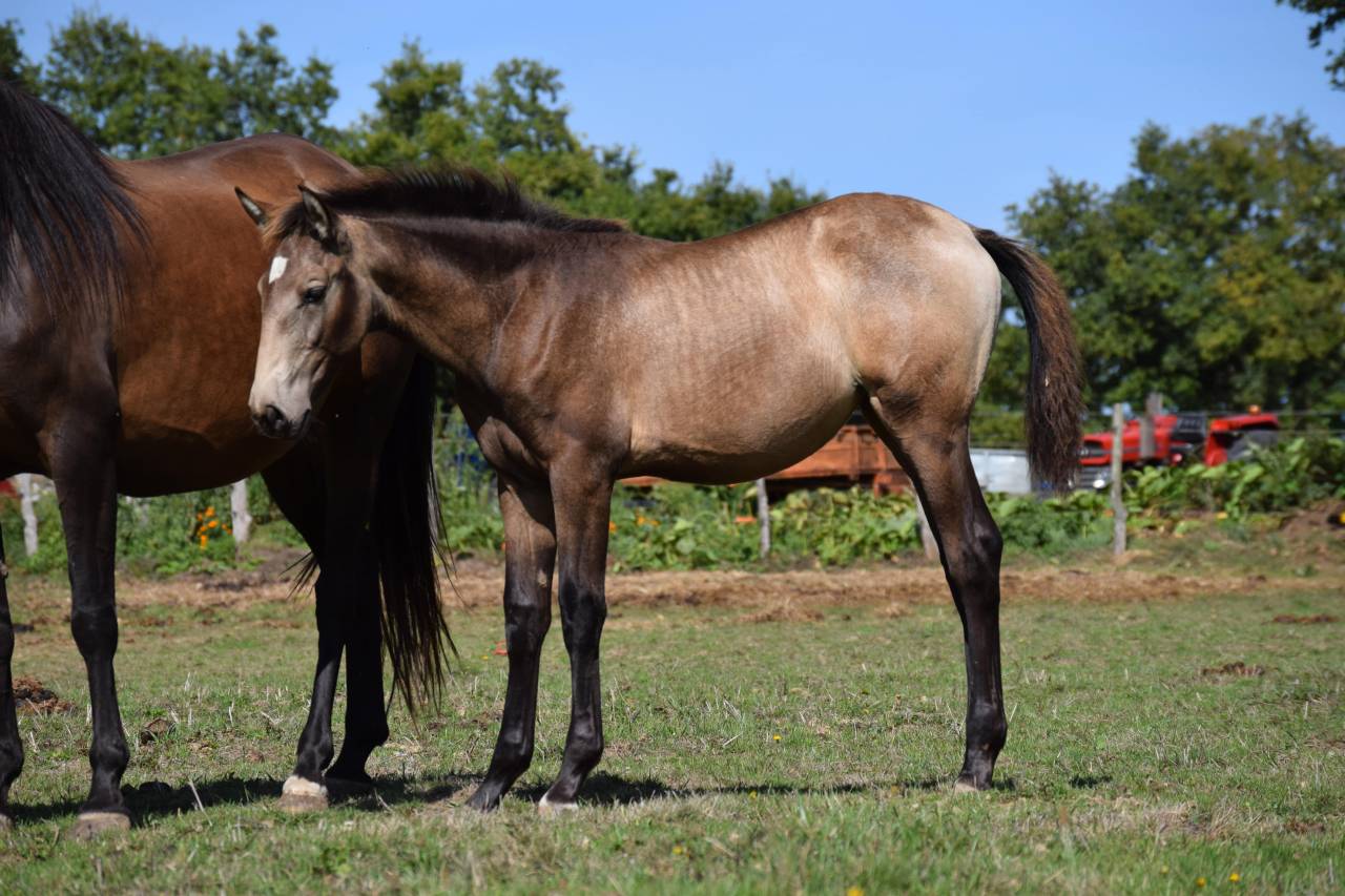 Cheval lusitanien / pouliche Isabelle fumée