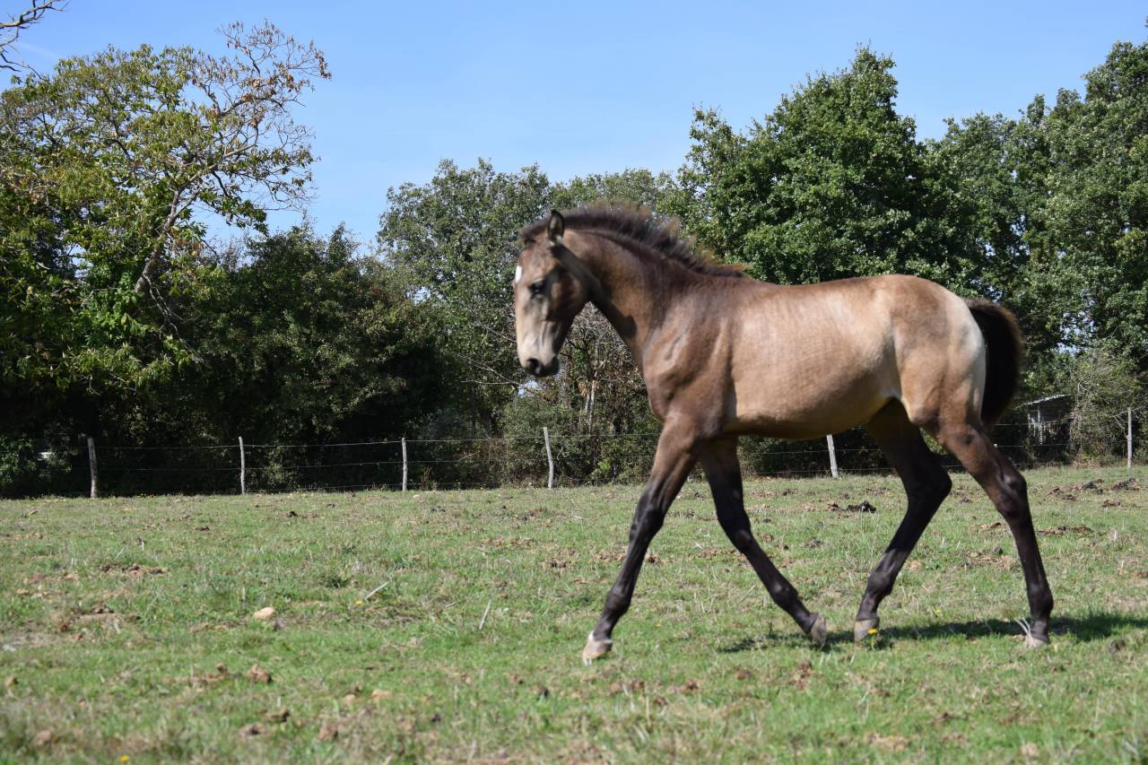 Cheval lusitanien / pouliche Isabelle fumée