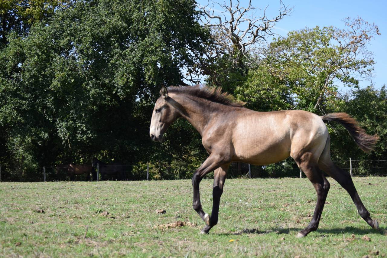 Cheval lusitanien / pouliche Isabelle fumée