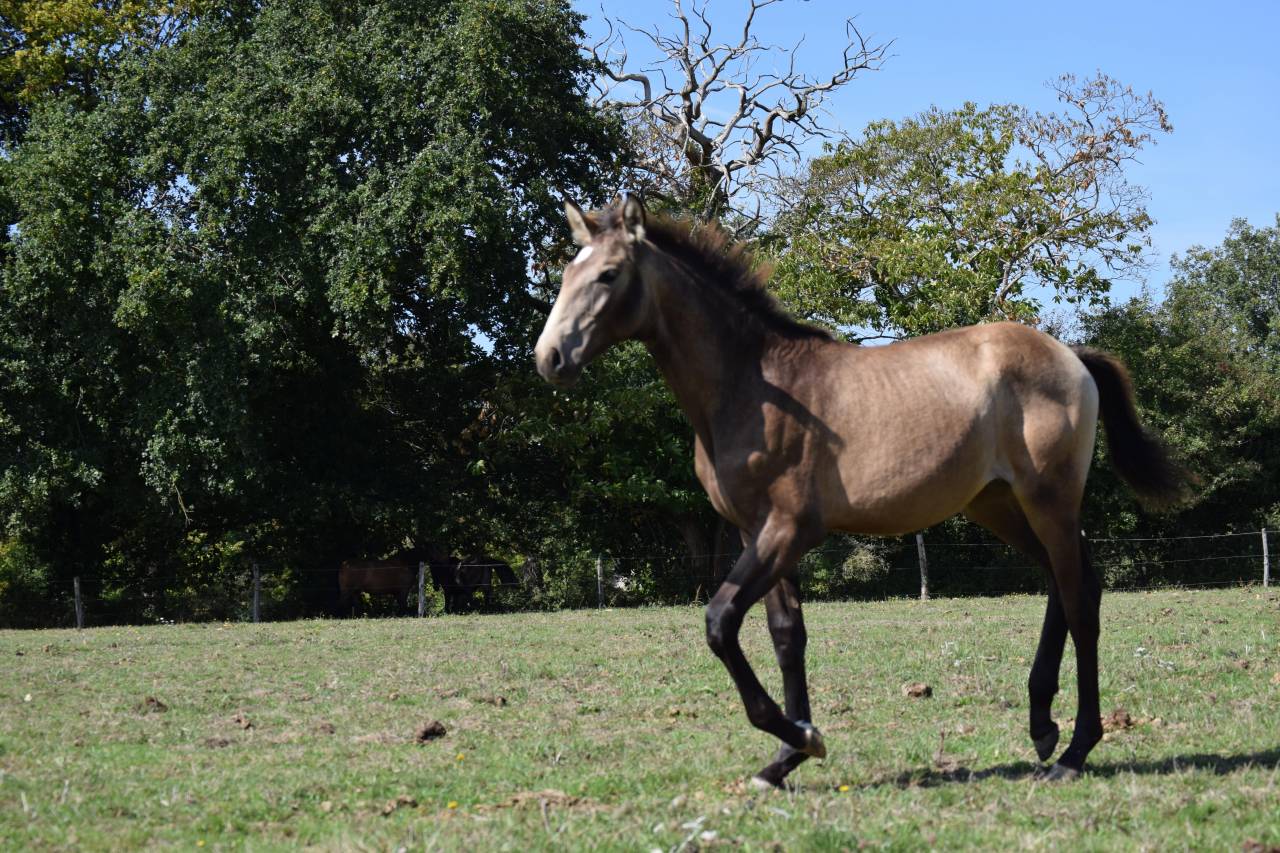 Cheval lusitanien / pouliche Isabelle fumée