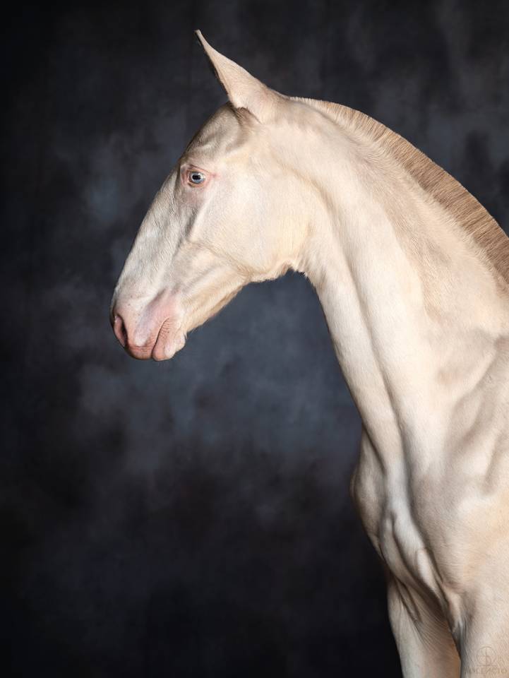 Poulain - 2024 - PSL - élevage Karen Drouard