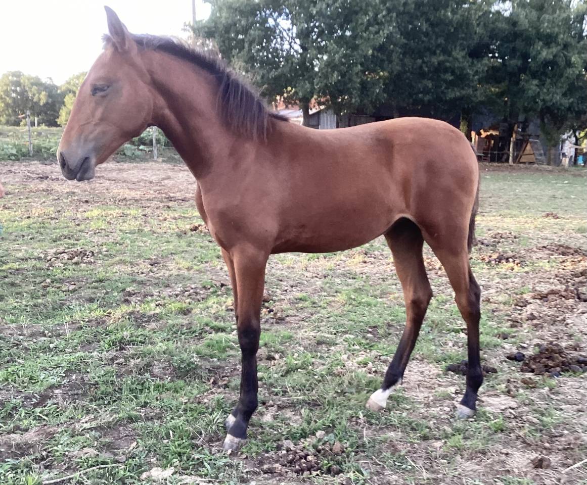 Cheval lusitanien / pouliche baie
