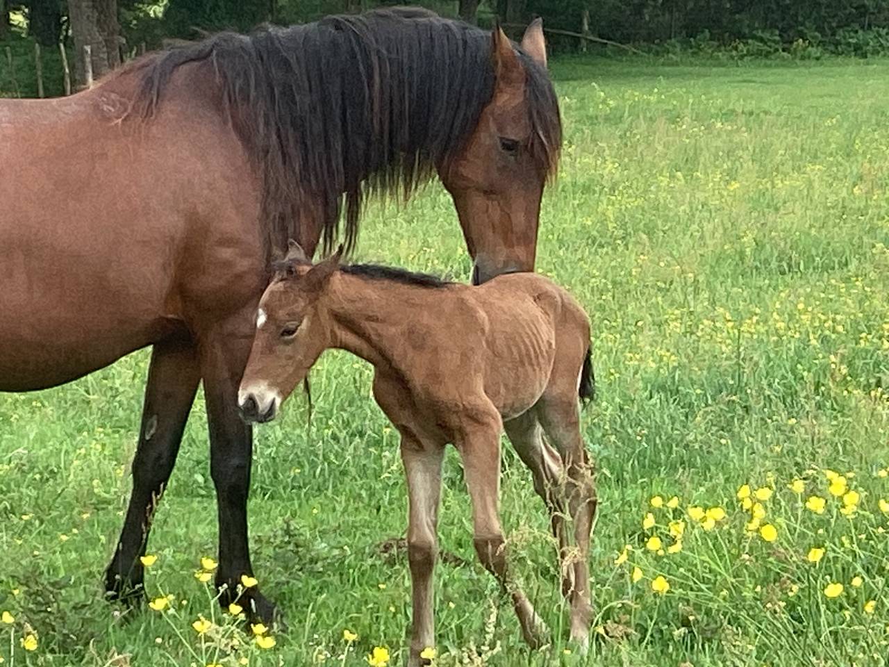 Cheval lusitanien / pouliche baie