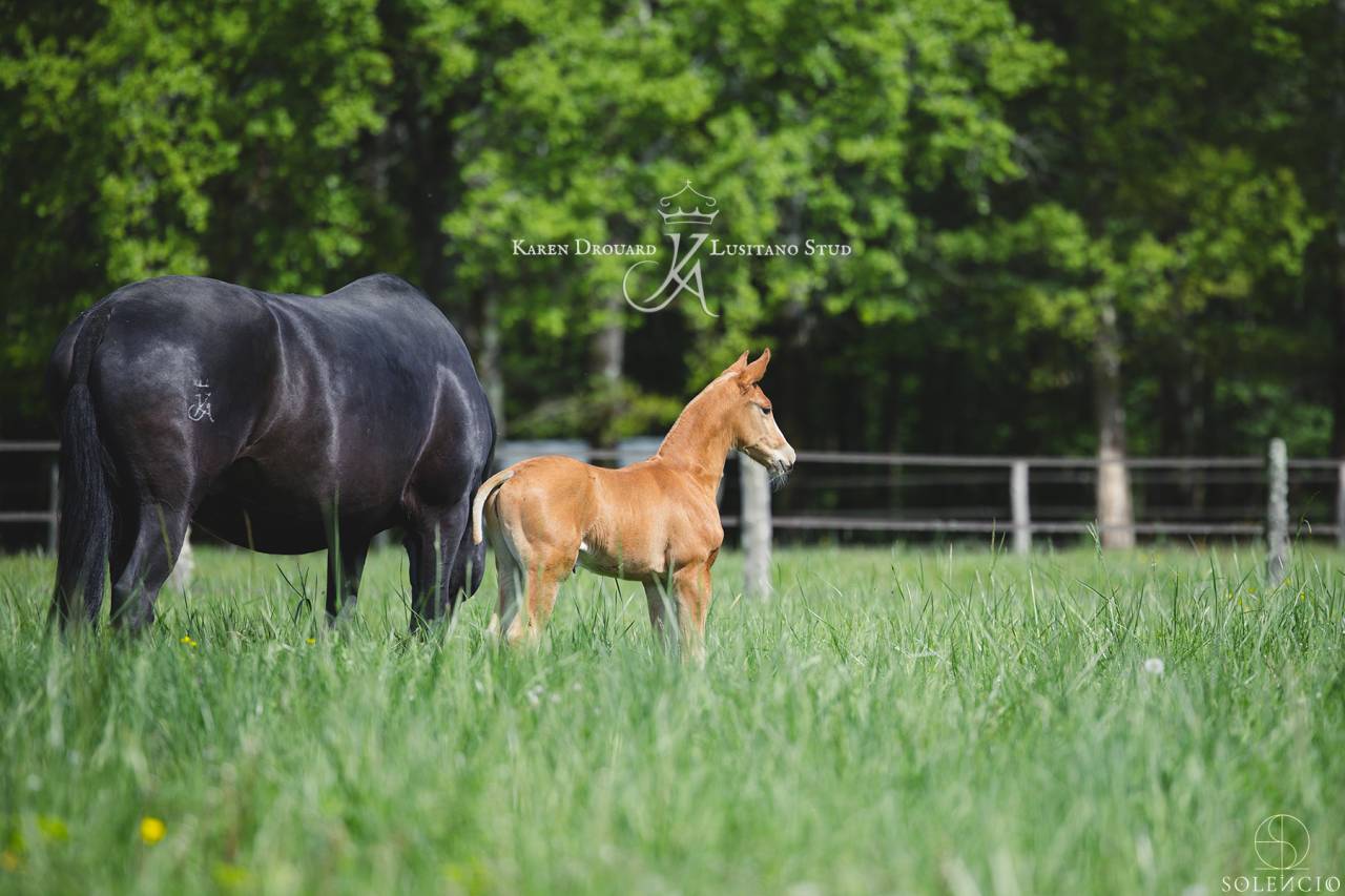 Poulain - 2023 - PSL - élevage Karen Drouard