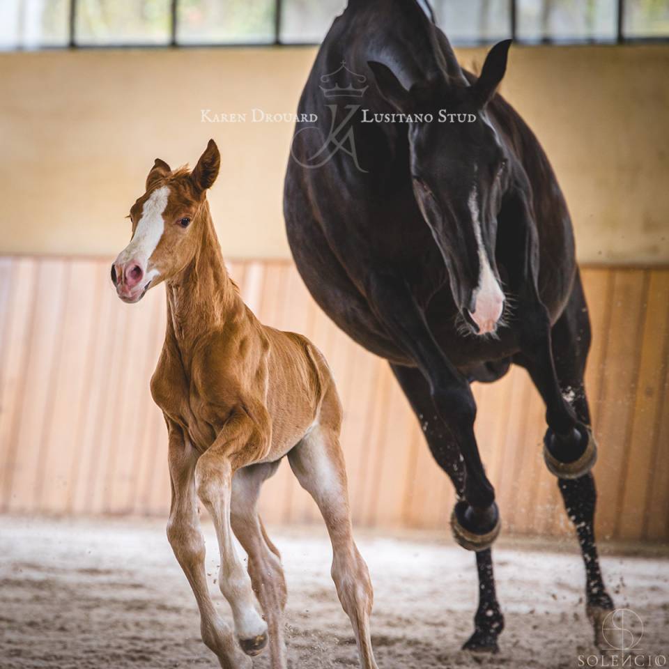 Poulain - 2023 - PSL - élevage Karen Drouard