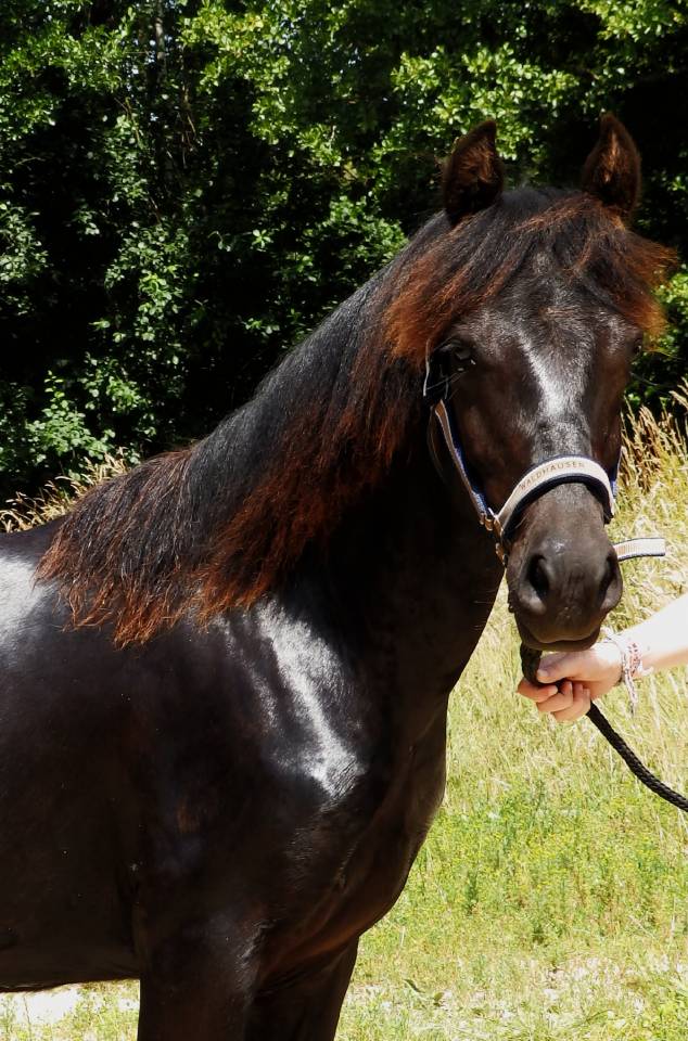 Hongre - futur grand C, petit D - 1 an - PP