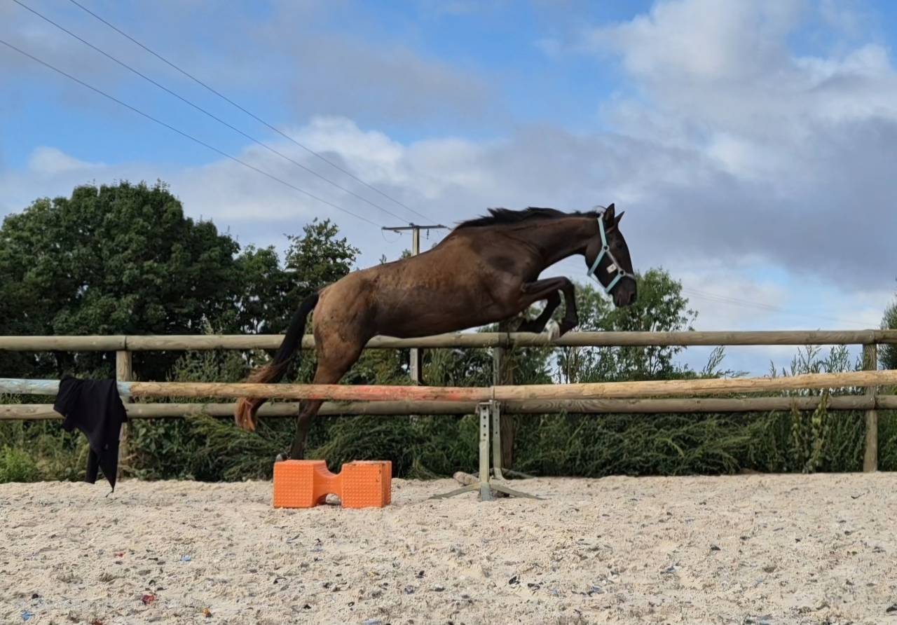 Jument de 3 ans ideale loisir