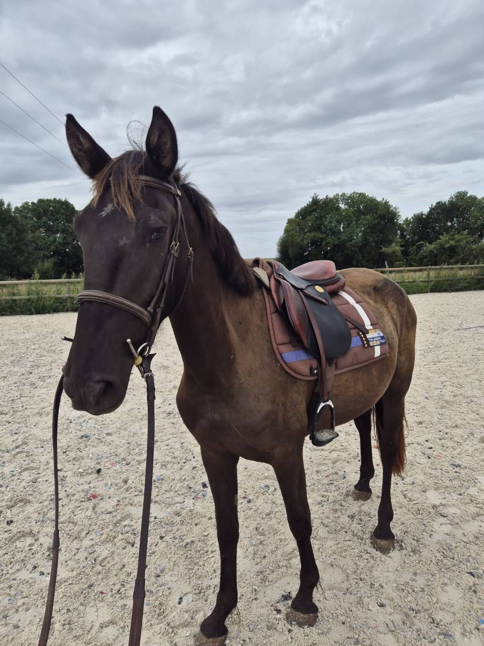 Jument de 3 ans ideale loisir