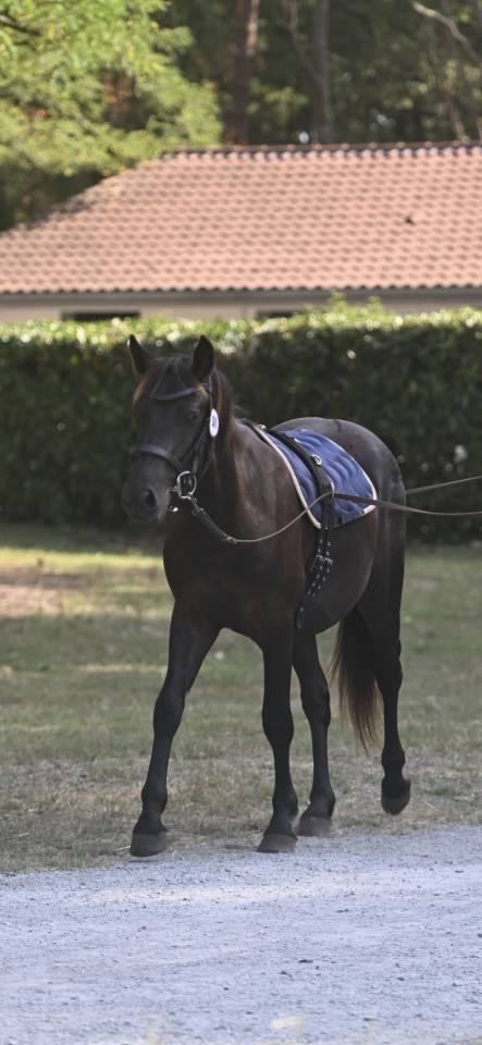 Poney Landais 2ans 