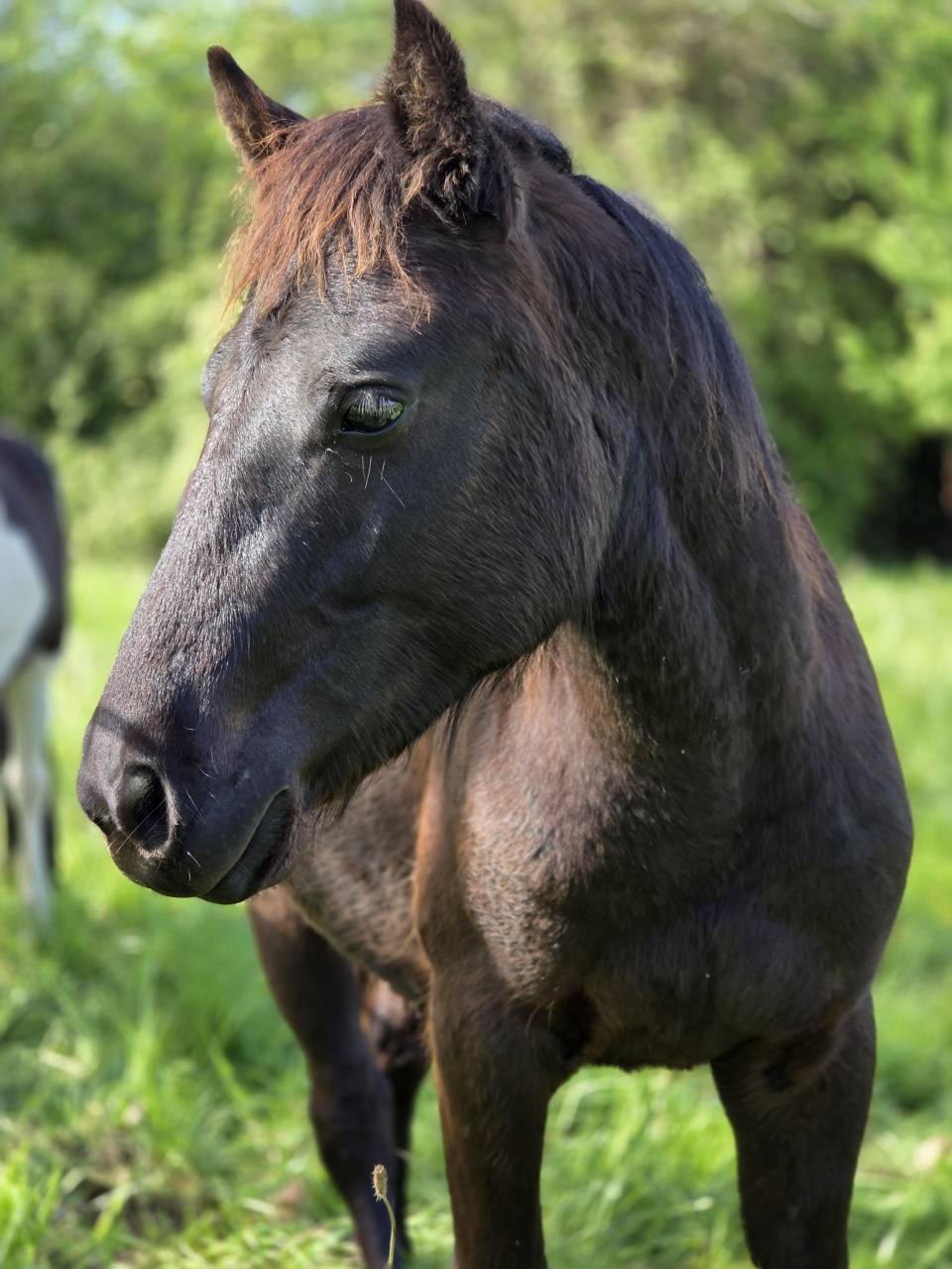 Poney Landais 2ans 