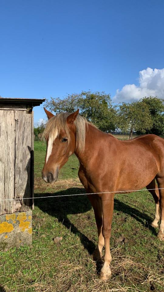 ponette