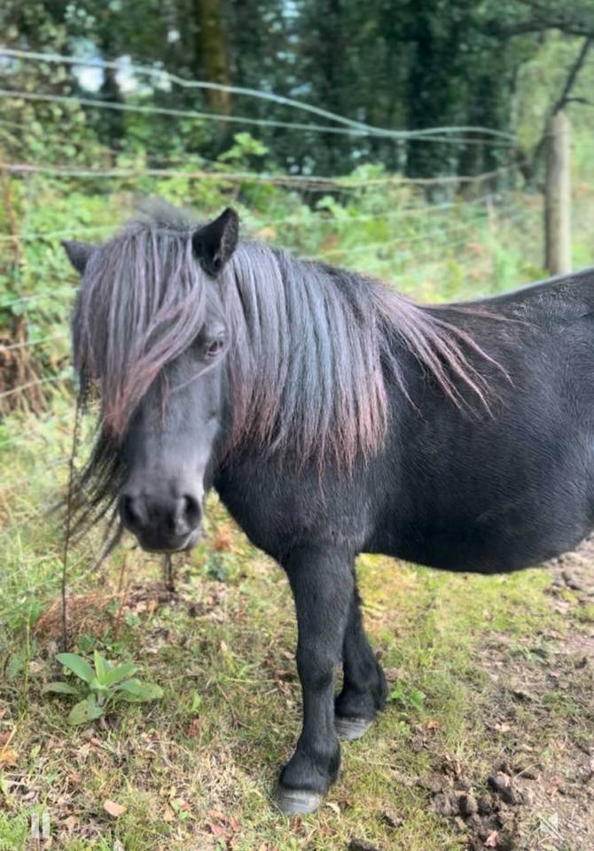 jument type shetland ONC