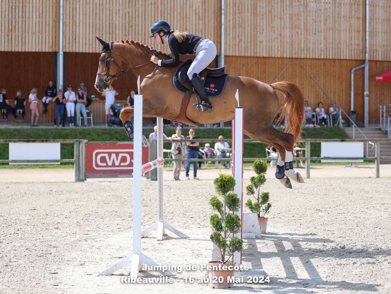 À vendre – Cheval Selle Français de 9 ans