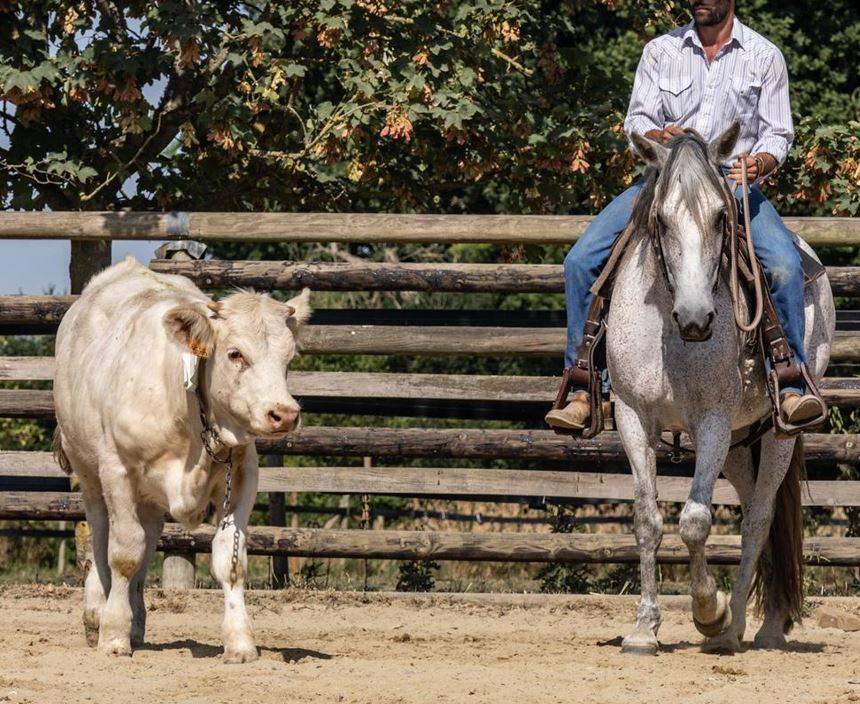 Jument Ibérique Cruzado, 10 ans – 1m54