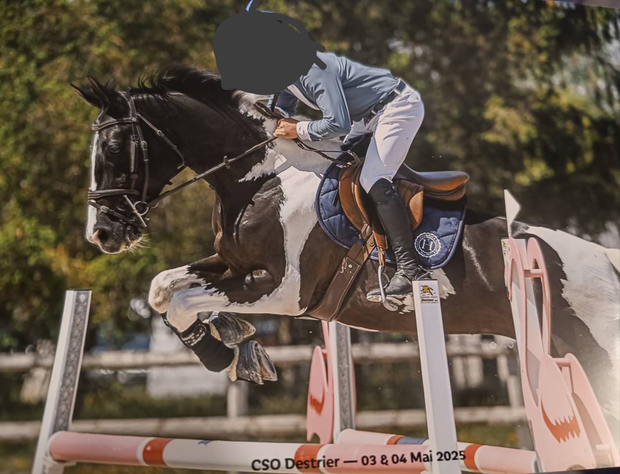 Cheval pie à vendre 