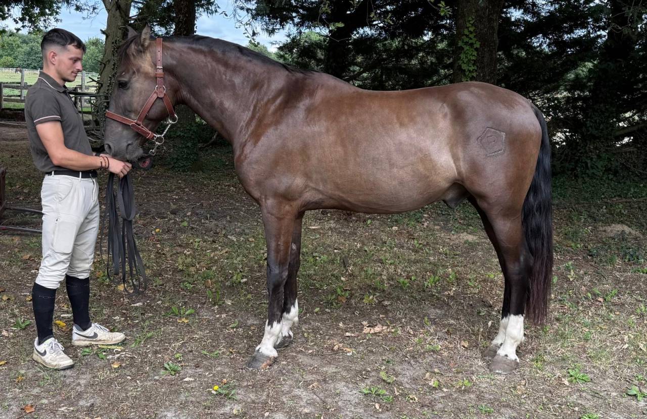 Cheval espagnol 