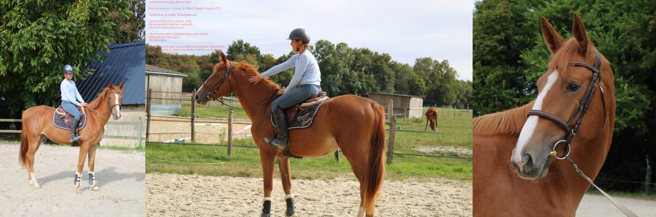 Jument selle Français 3ans en 2026