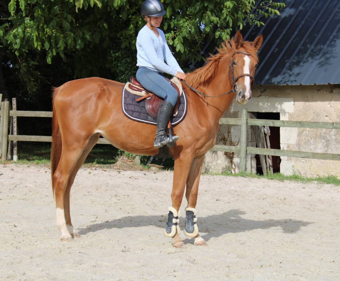 Jument selle Français 3ans en 2026