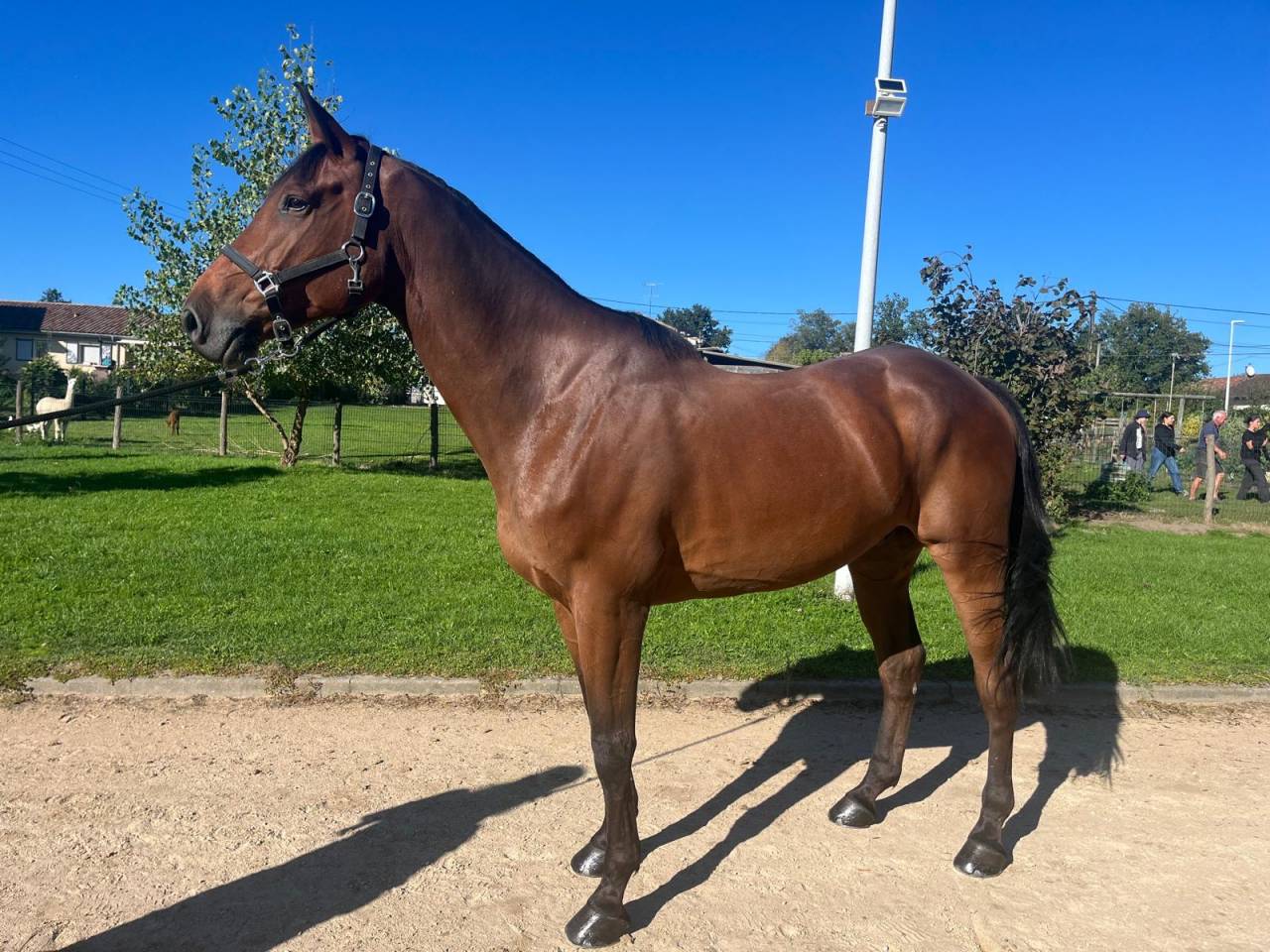 Super hongre de 9 ans débute 140