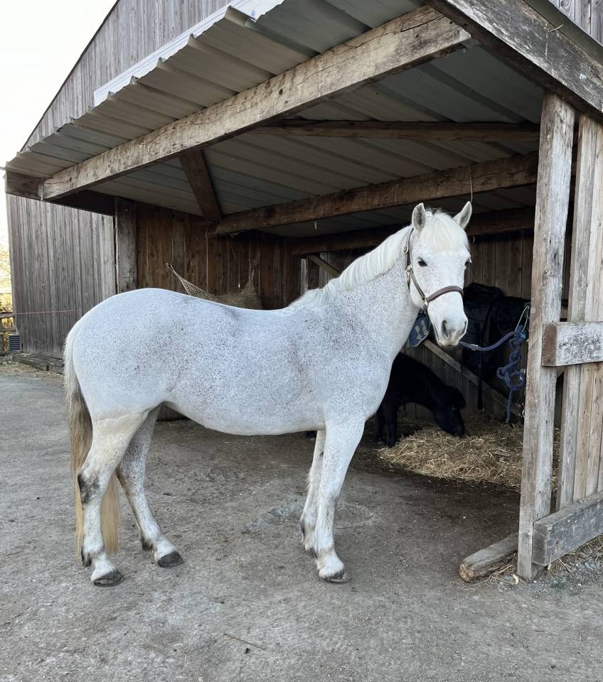 Demi pension poney D