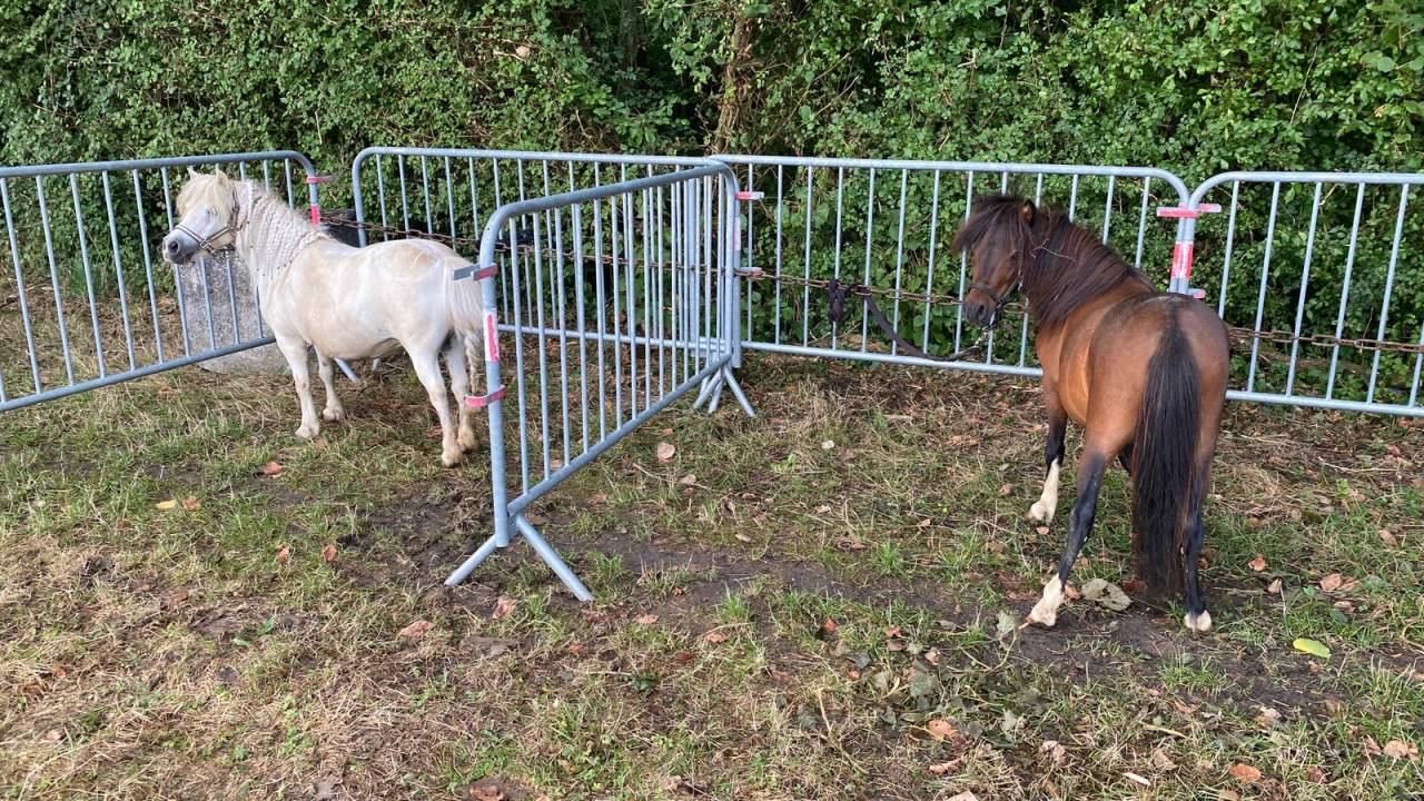 Jeune cheval AMHA 