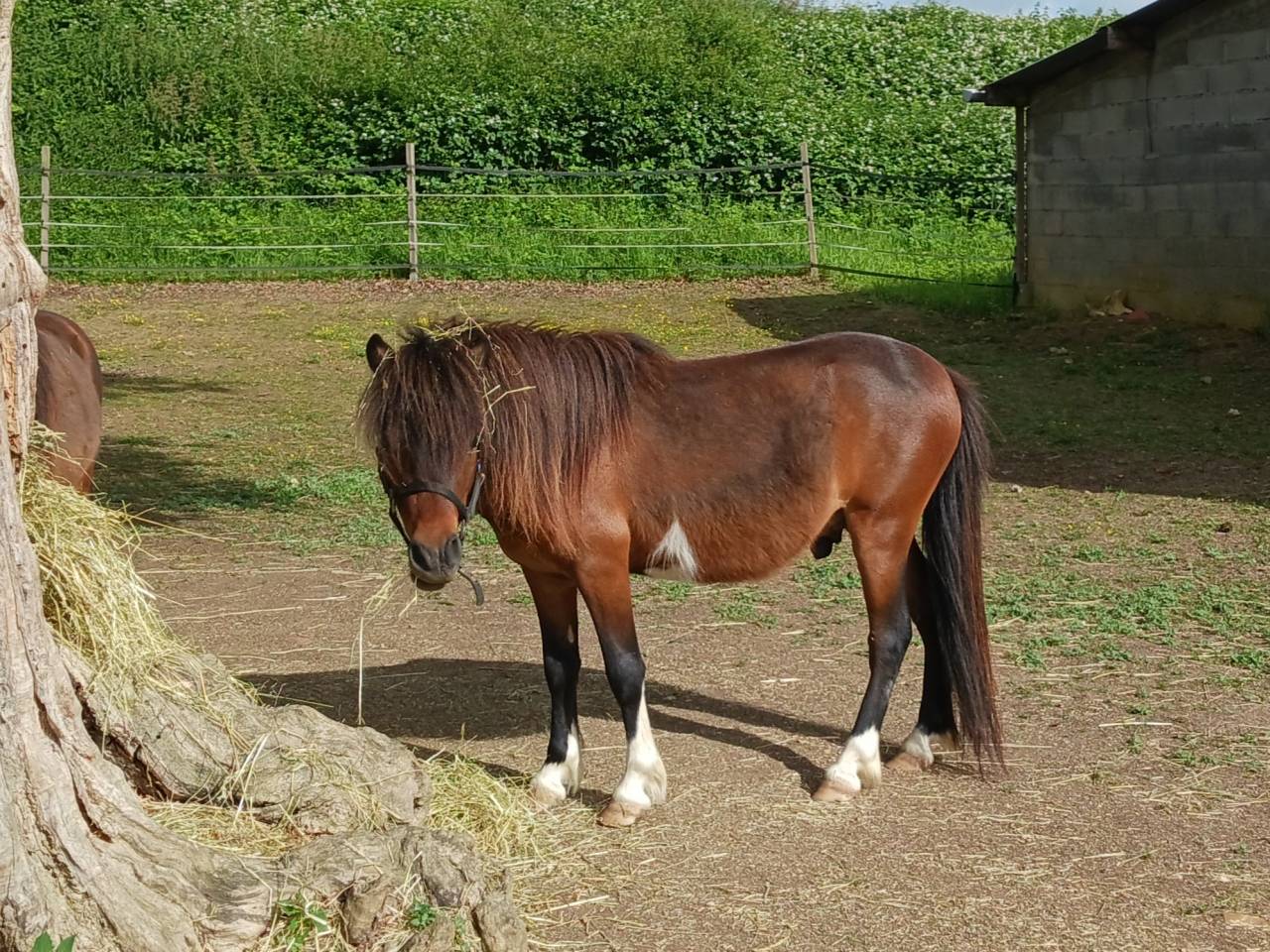 Jeune cheval AMHA 