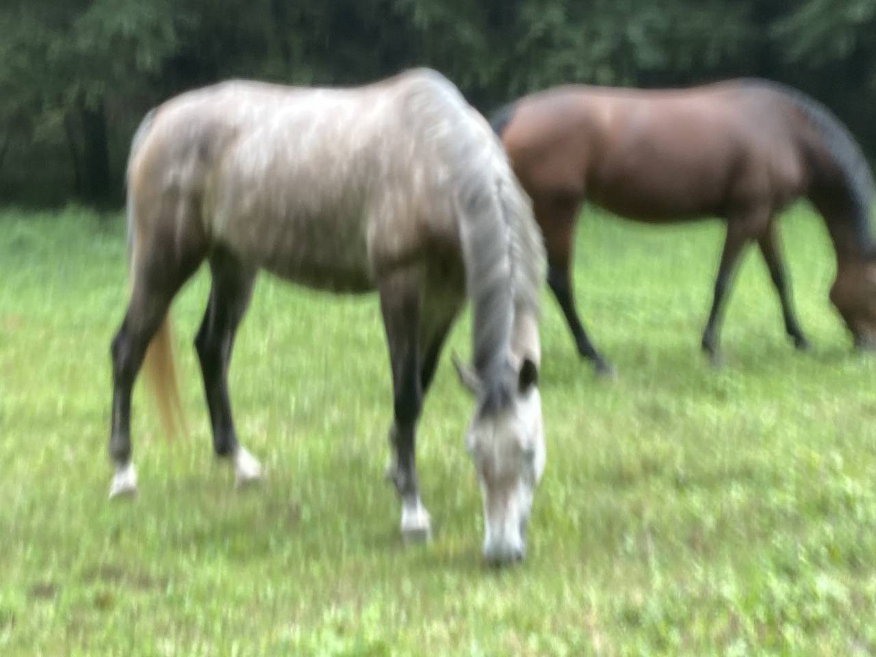 Khloé de Goutte de Noire 5ans -Cornet OBolensky, Lord Z