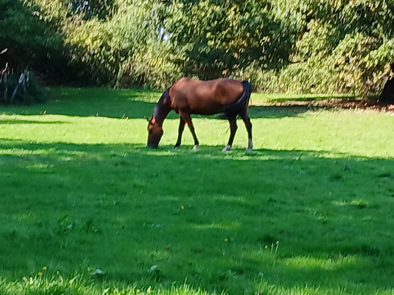 Poulinière 10 ans