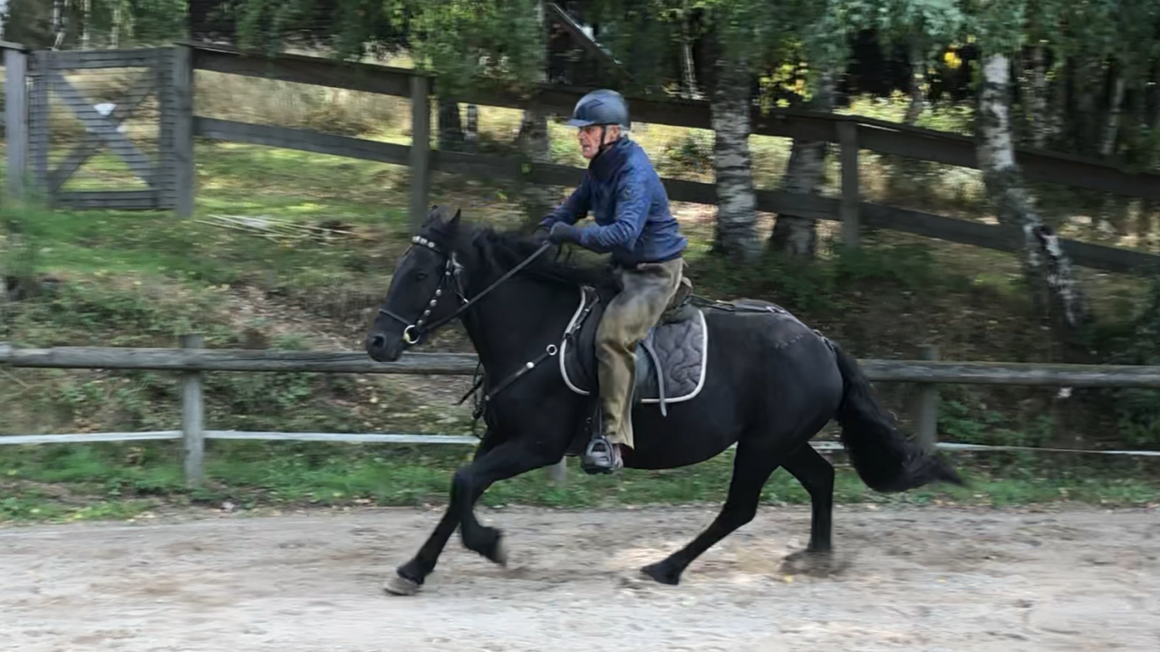 Jument Mérens 4 ans 