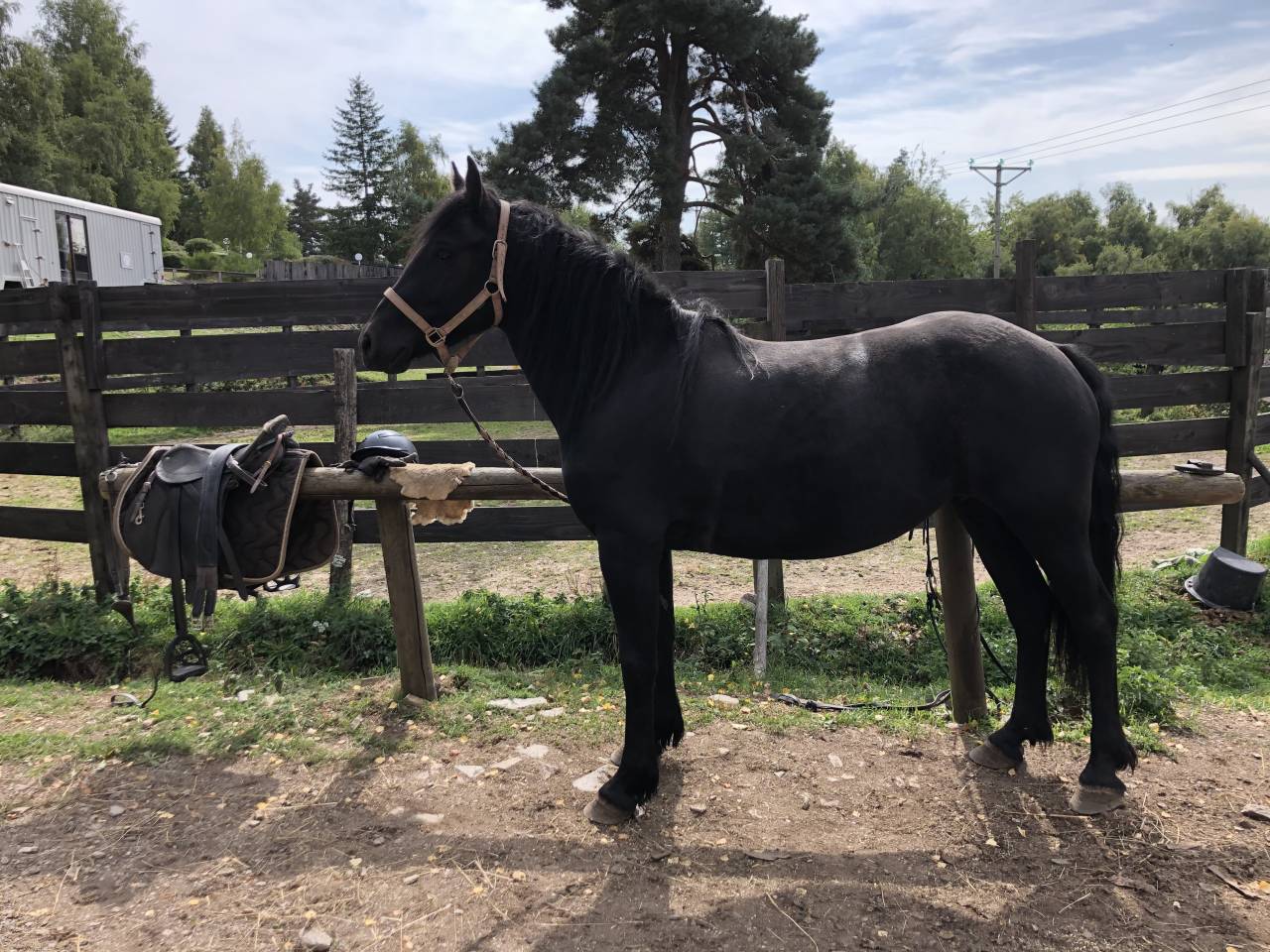 Jument Mérens 4 ans 