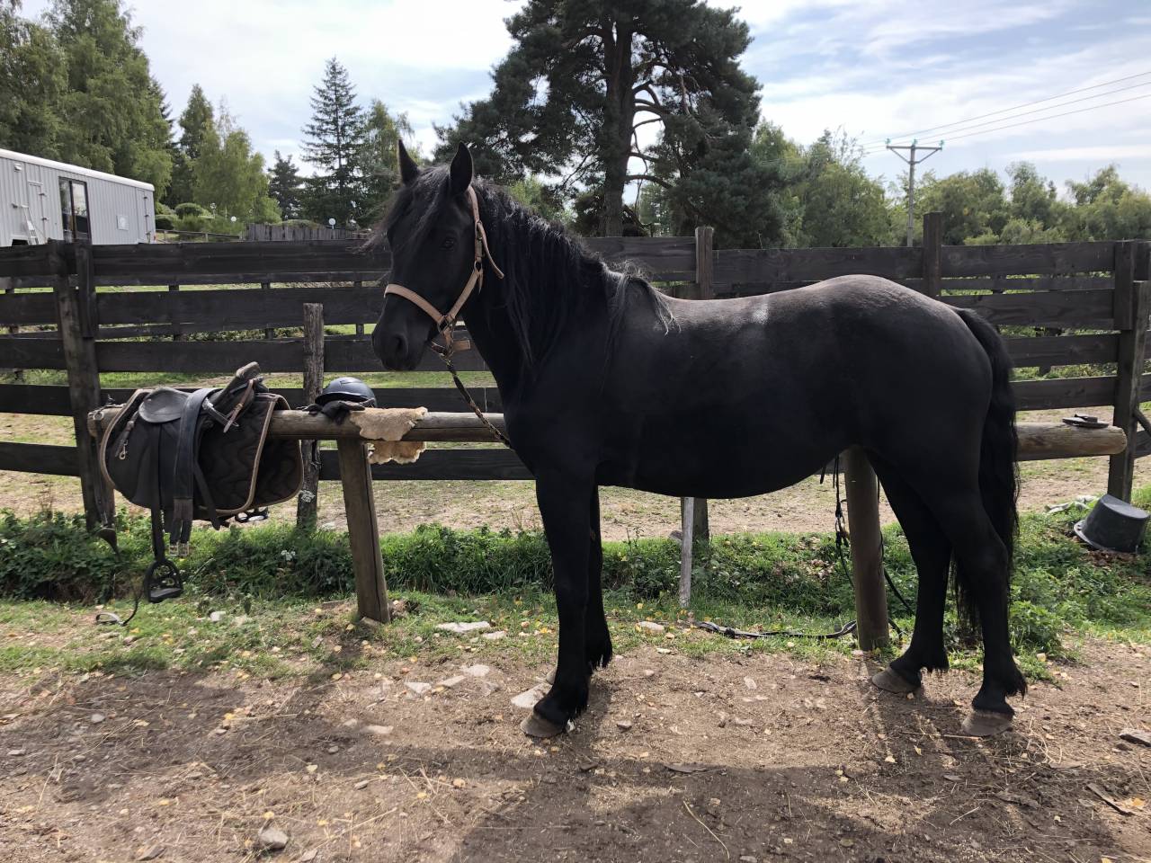 Jument Mérens 4 ans 