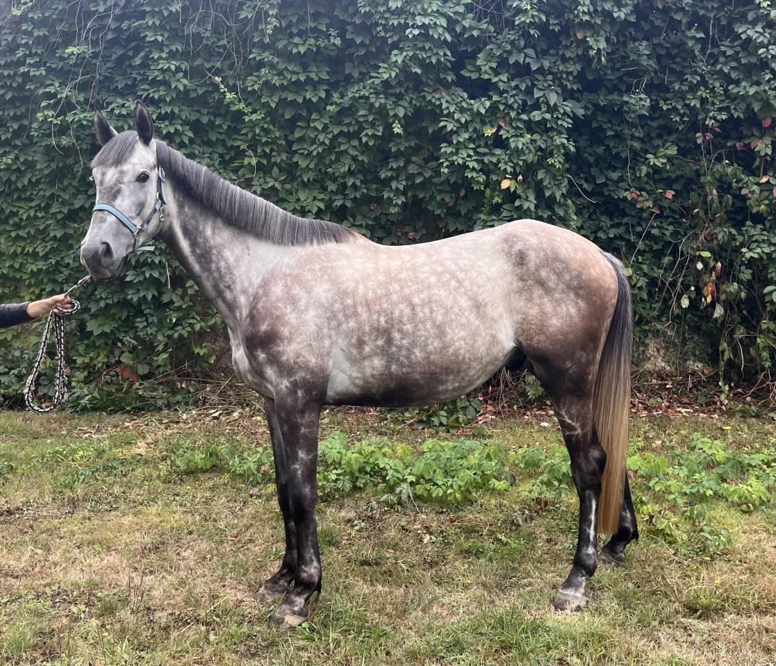 Cheval anglo arabe 5 ans 