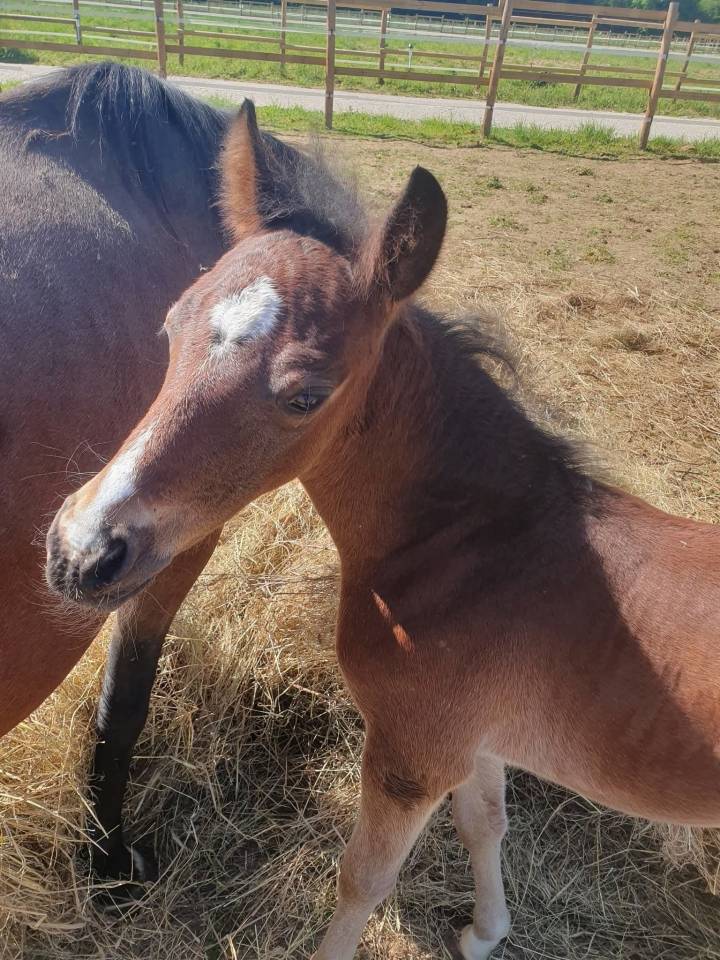 Poulain welsh part bred