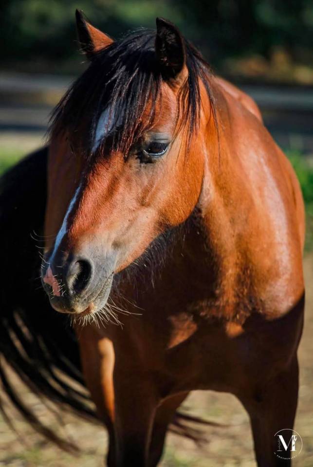 Poulain welsh part bred