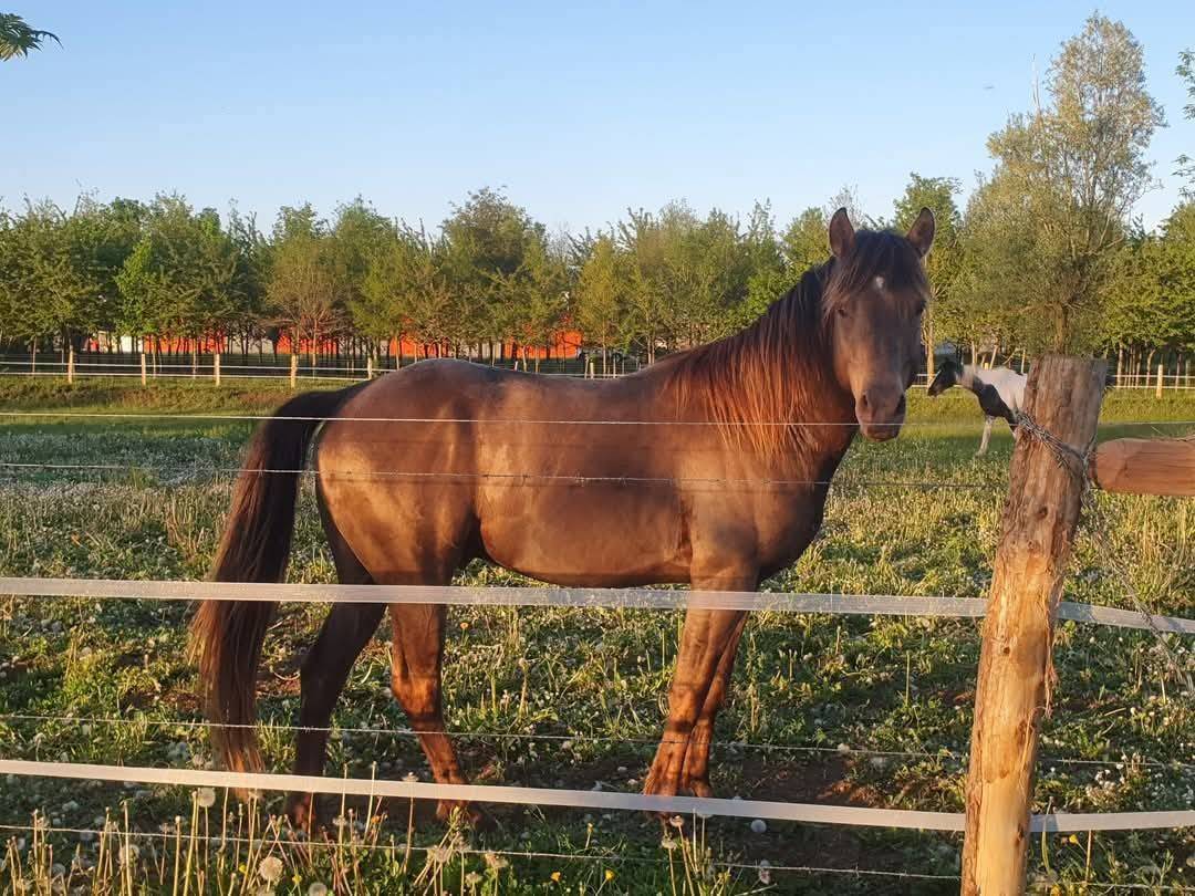 Poulain welsh part bred