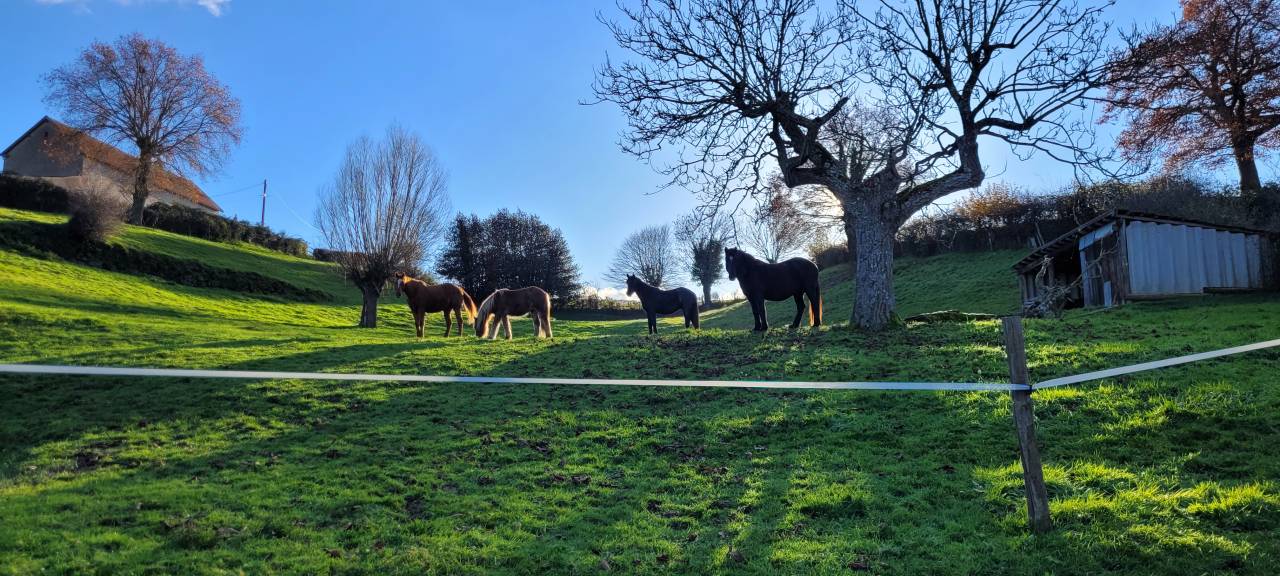 Pension pr&egrave;s chevaux 