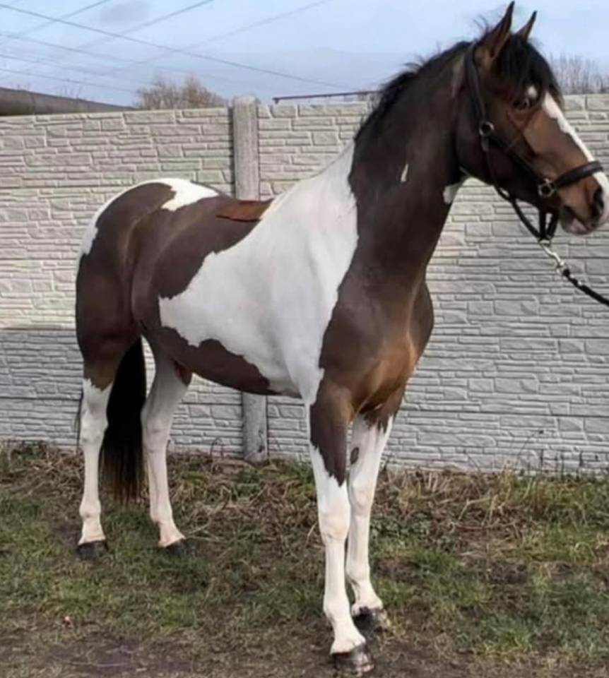 Top jument 5 ans avec son poulain SF 