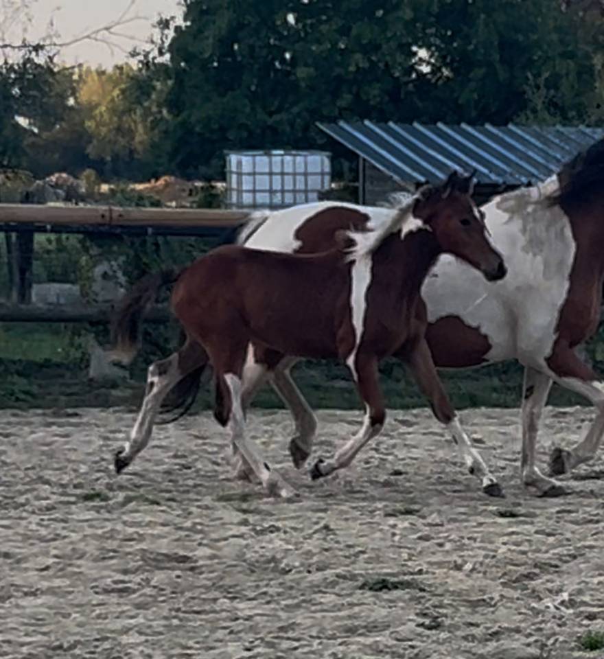 Top jument 5 ans avec son poulain SF 