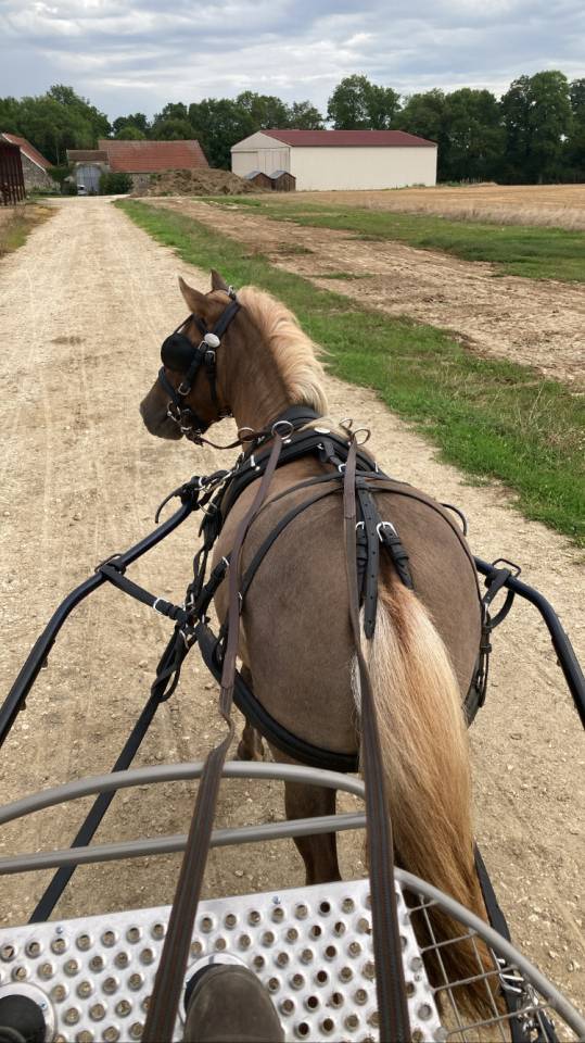 Disponible à la réservation poulain shetland PP