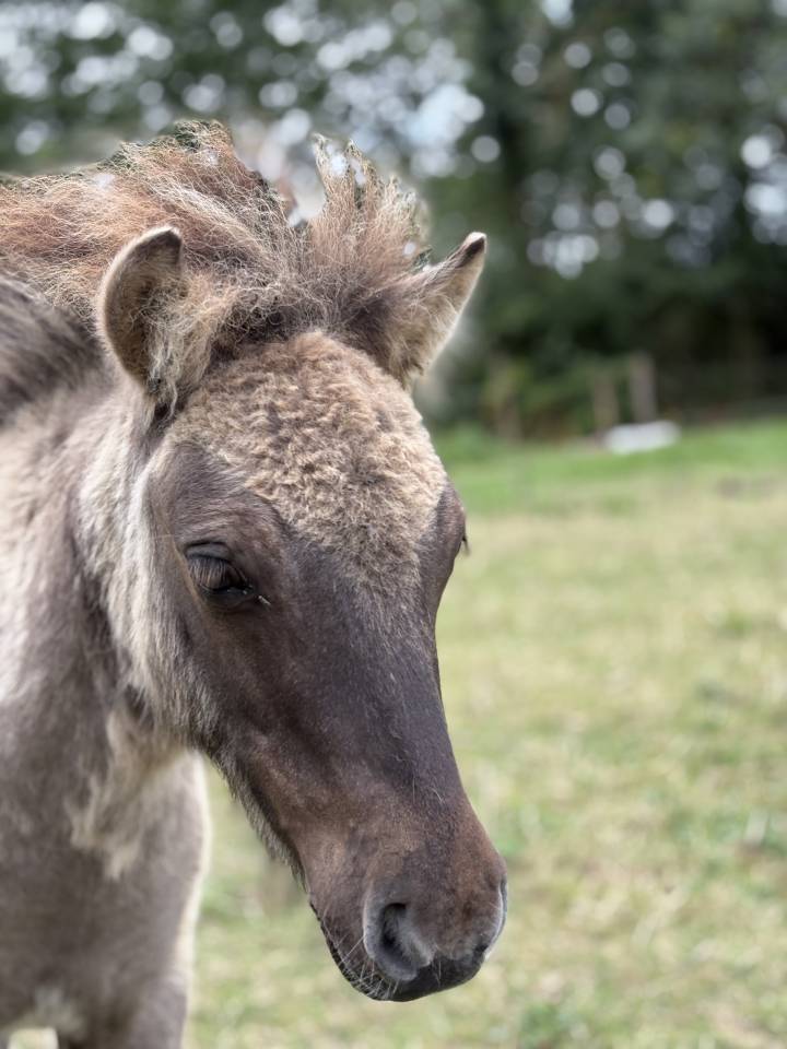 Disponible à la réservation poulain shetland PP