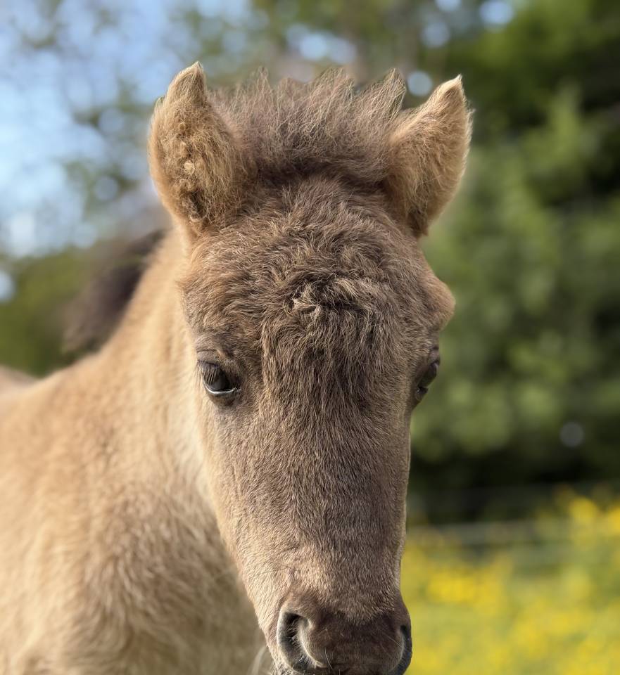 Disponible à la réservation poulain shetland PP