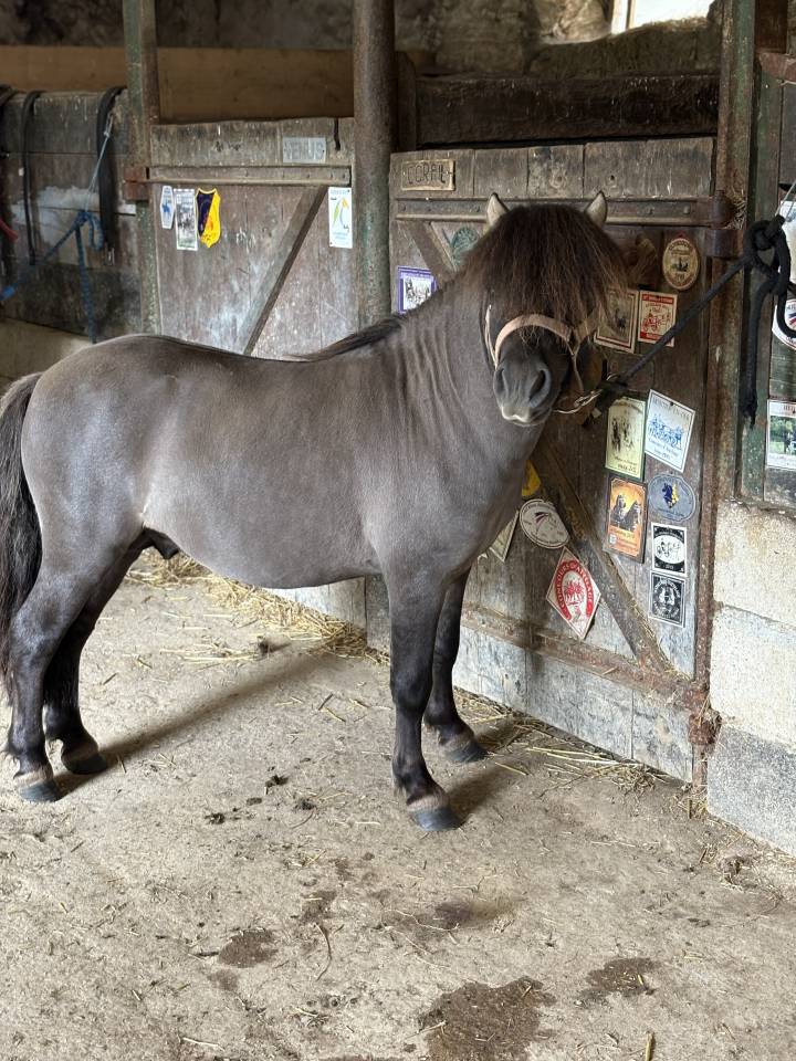 Disponible à la réservation poulain shetland PP