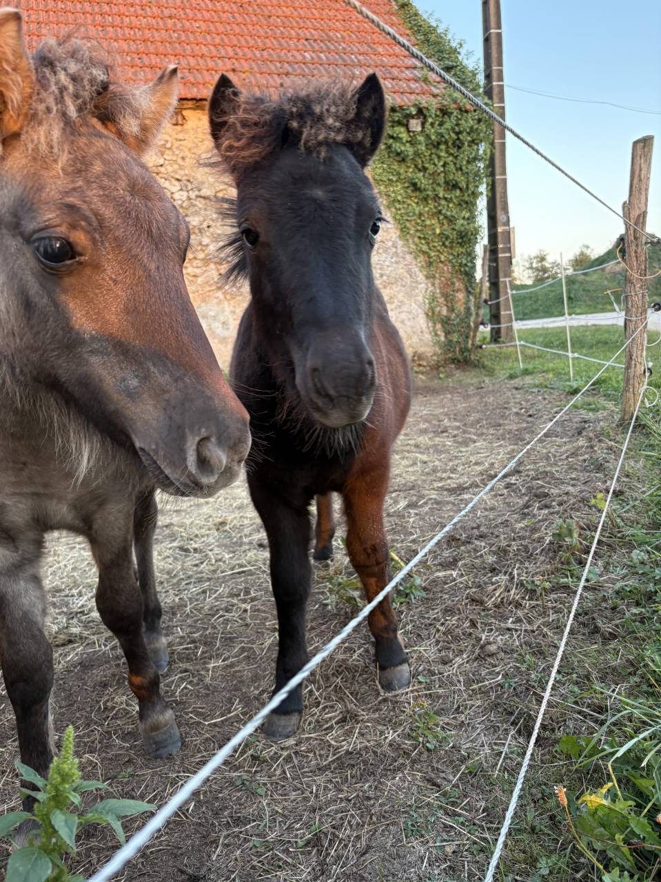 Disponible à la réservation poulain shetland PP