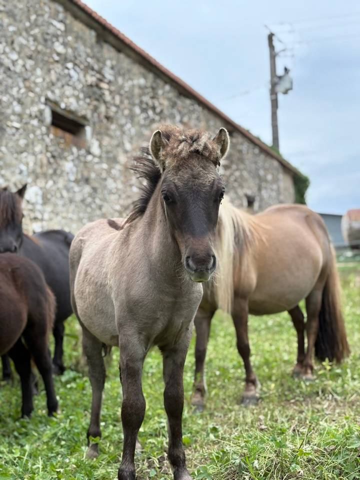 Disponible à la réservation poulain shetland PP