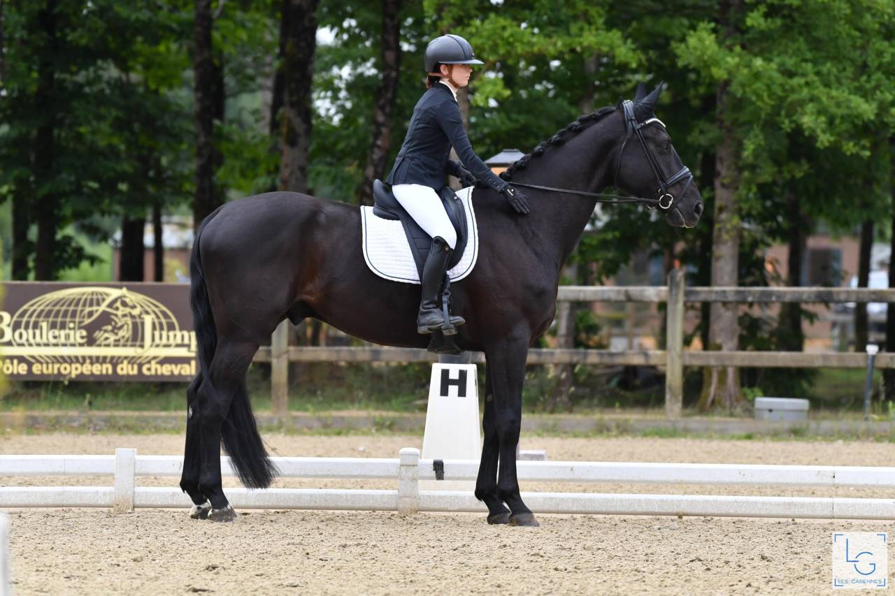 Magnifique hongre de 4 ans 