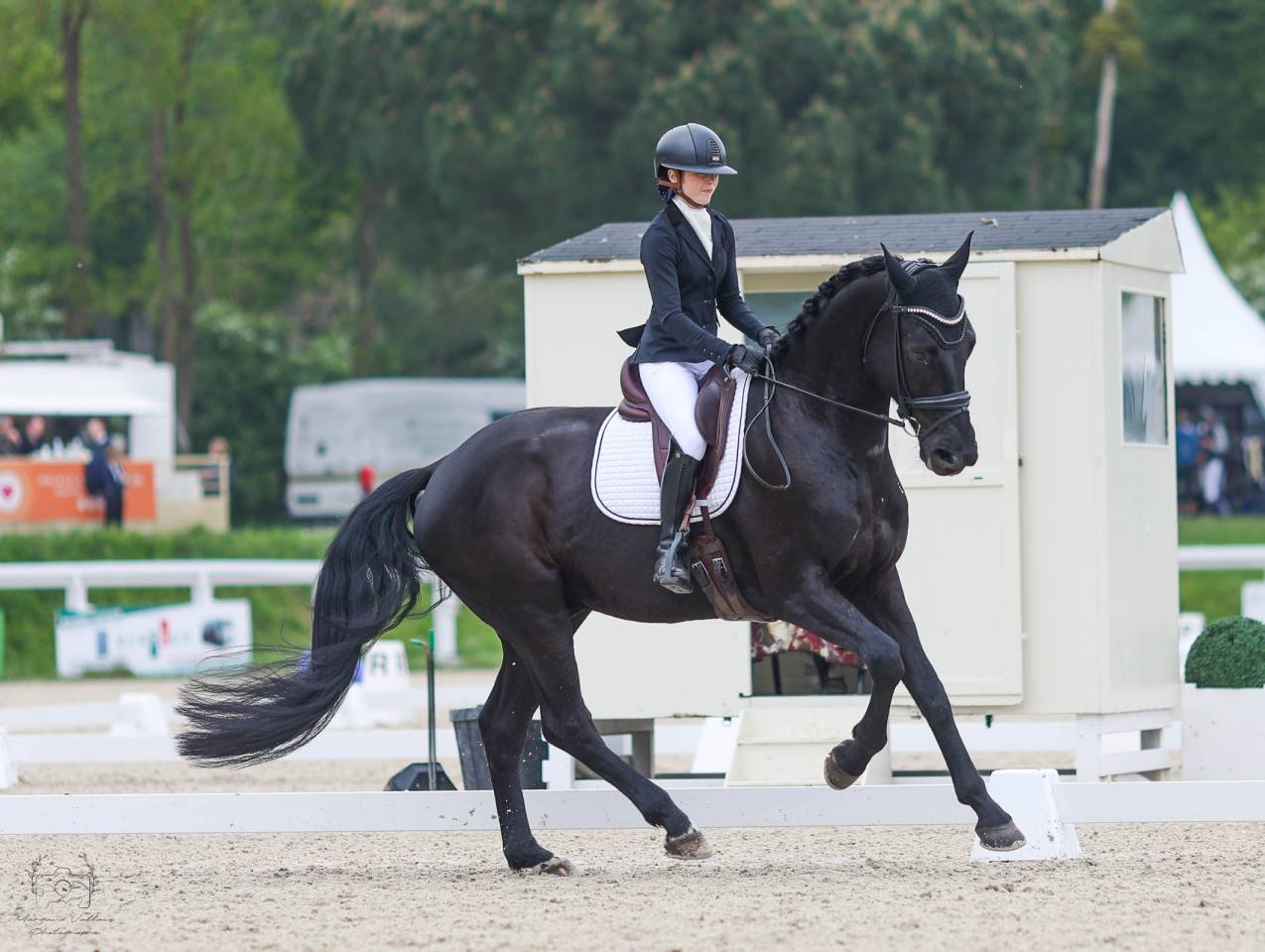 Magnifique hongre de 4 ans 